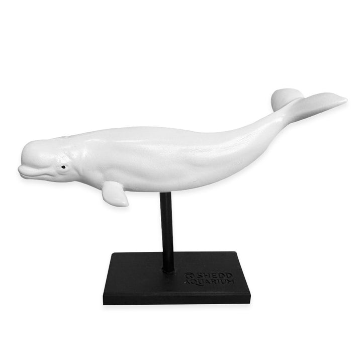The Beluga Whale Figurine features a white whale displayed laterally on a black stand labeled Shedd Aquarium, emphasizing its rounded forehead and small flippers—an ideal piece for marine mammal décor.