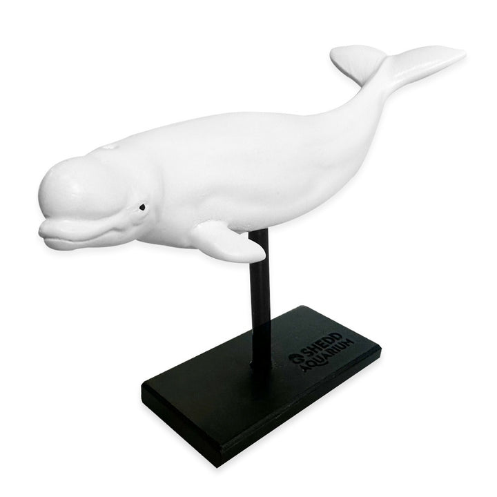 The Beluga Whale Figurine is a white whale mounted on a black stand labeled "Shedd Aquarium." Displayed horizontally as if swimming, it's a charming decor piece perfect for marine mammal enthusiasts or any space.