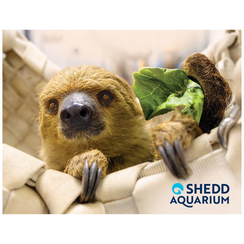 A sloth holding a leafy green sits in a white hammock, with the Shedd Aquarium logo in the bottom right corner—making it an ideal scene for the Shedd Aquarium Sloth Magnet.