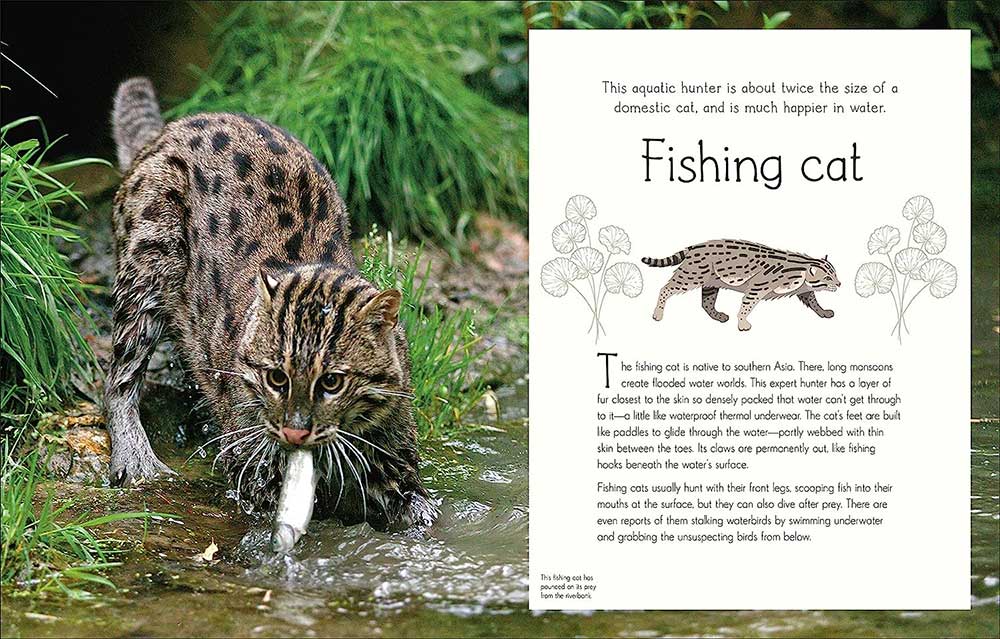 A fishing cat with spotted fur stands in shallow water, catching a fish. Next to it, a page from "An Anthology of Aquatic Life" describes the cat’s hunting skills, size, habitat, and features an illustrated scene.