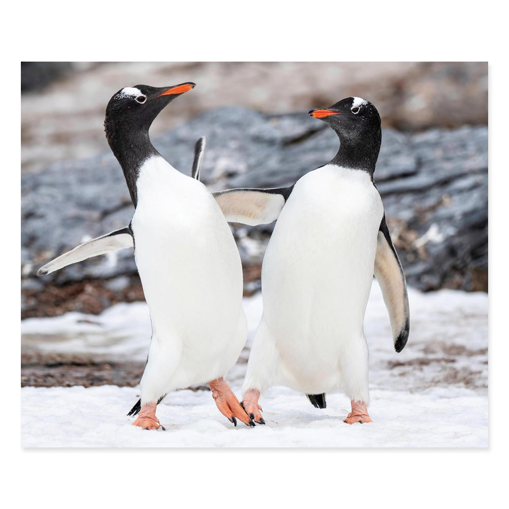 Two Gentoo penguins stand facing each other on snowy ground, wings slightly raised. Rocky terrain is visible in the background—a perfect scene from "Penguin Palooza," ideal for a fun penguin picture book or feature.
