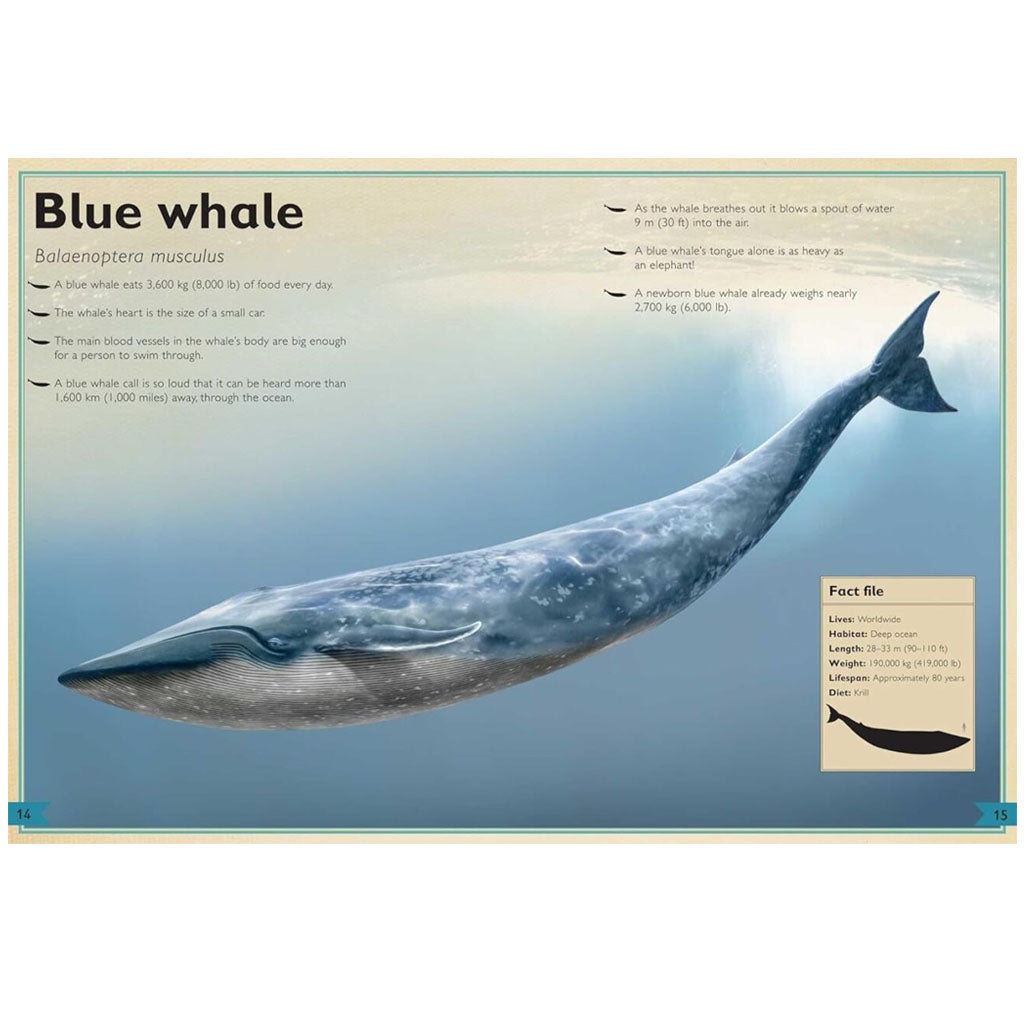 Illustration of a blue whale swimming underwater with info on its size, weight, diet, and unique traits—ideal for "The Magnificent Book of Ocean Creatures," a perfect choice for children's books about marine life.
