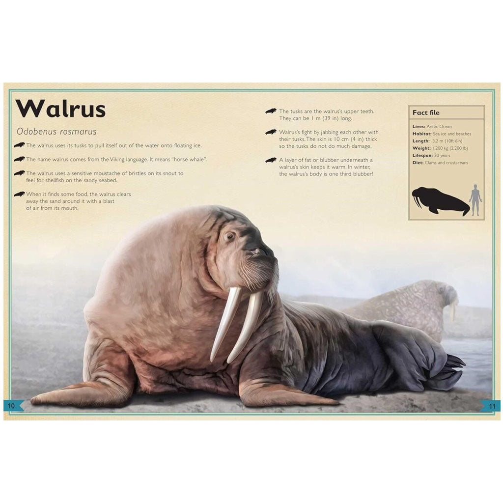 A large walrus with long tusks rests on ice in The Magnificent Book of Ocean Creatures, surrounded by fun facts about tusks, whiskers, blubber, and habitat—ideal for kids learning about ocean animals.