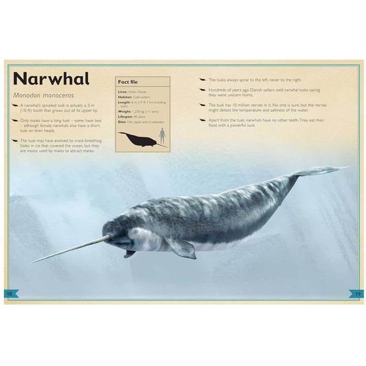 A narwhal swims underwater with its long spiral tusk against an icy blue backdrop. An info box on the left lists narwhal facts, while children’s book text appears above the illustration from The Magnificent Book of Ocean Creatures.