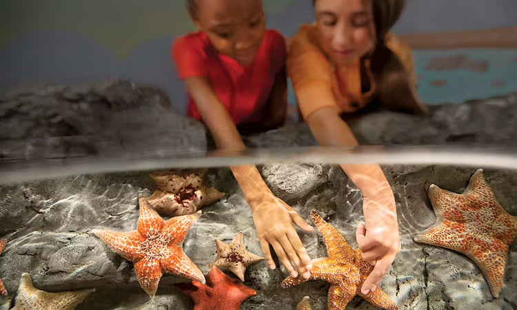 Two children examining starfish on a rock surface
